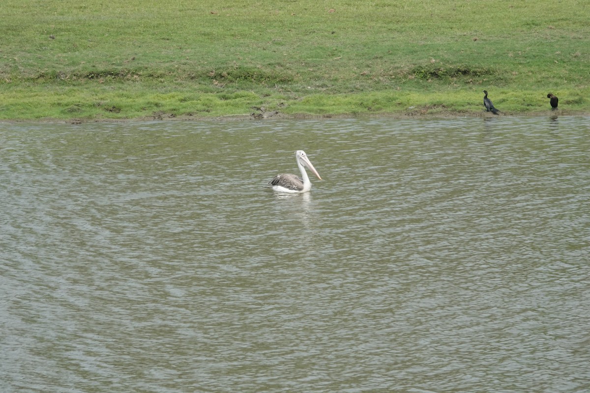 Spot-billed Pelican - ML635237859