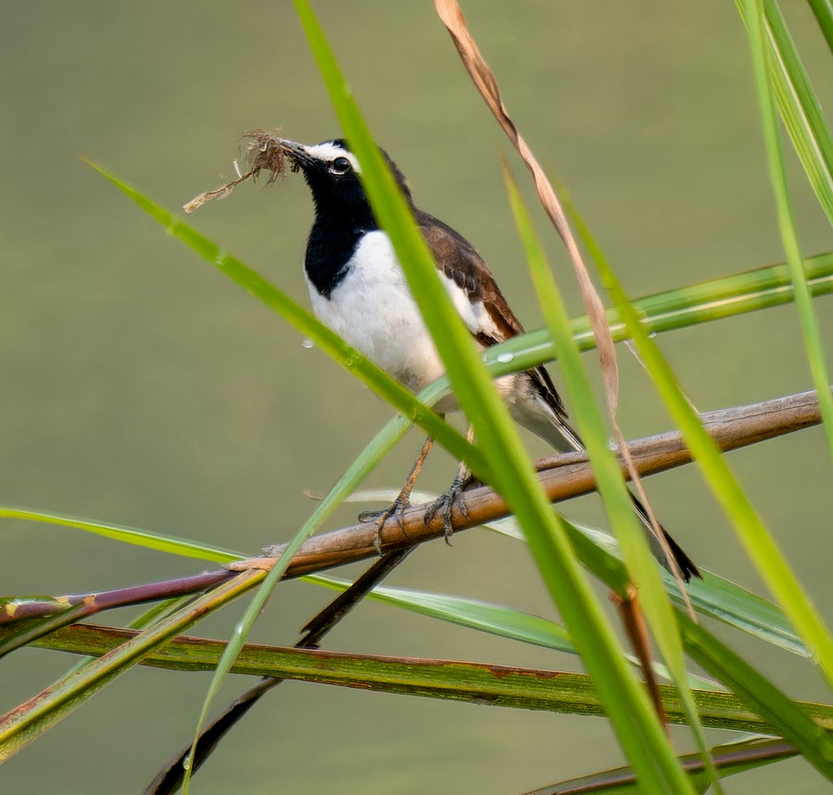 White-browed Wagtail - ML635237934