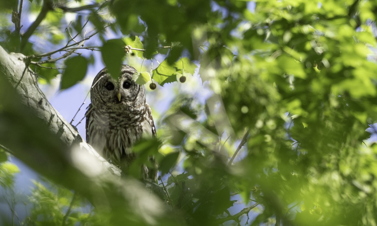 Barred Owl - ML635238044