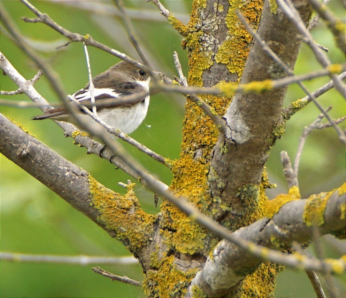 European Pied Flycatcher - ML635238065