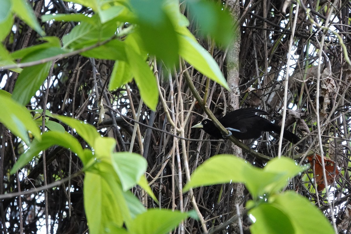 Yellow-billed Cacique - ML635238084