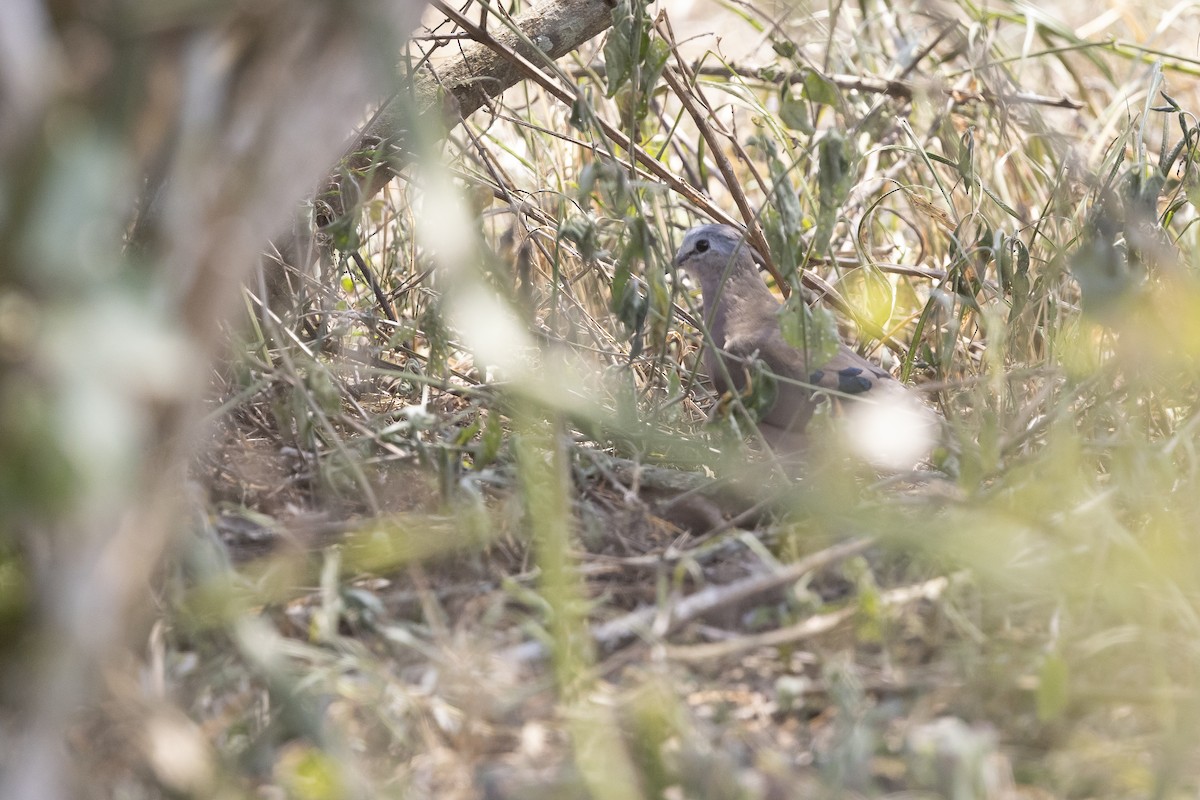 Emerald-spotted Wood-Dove - ML635238111