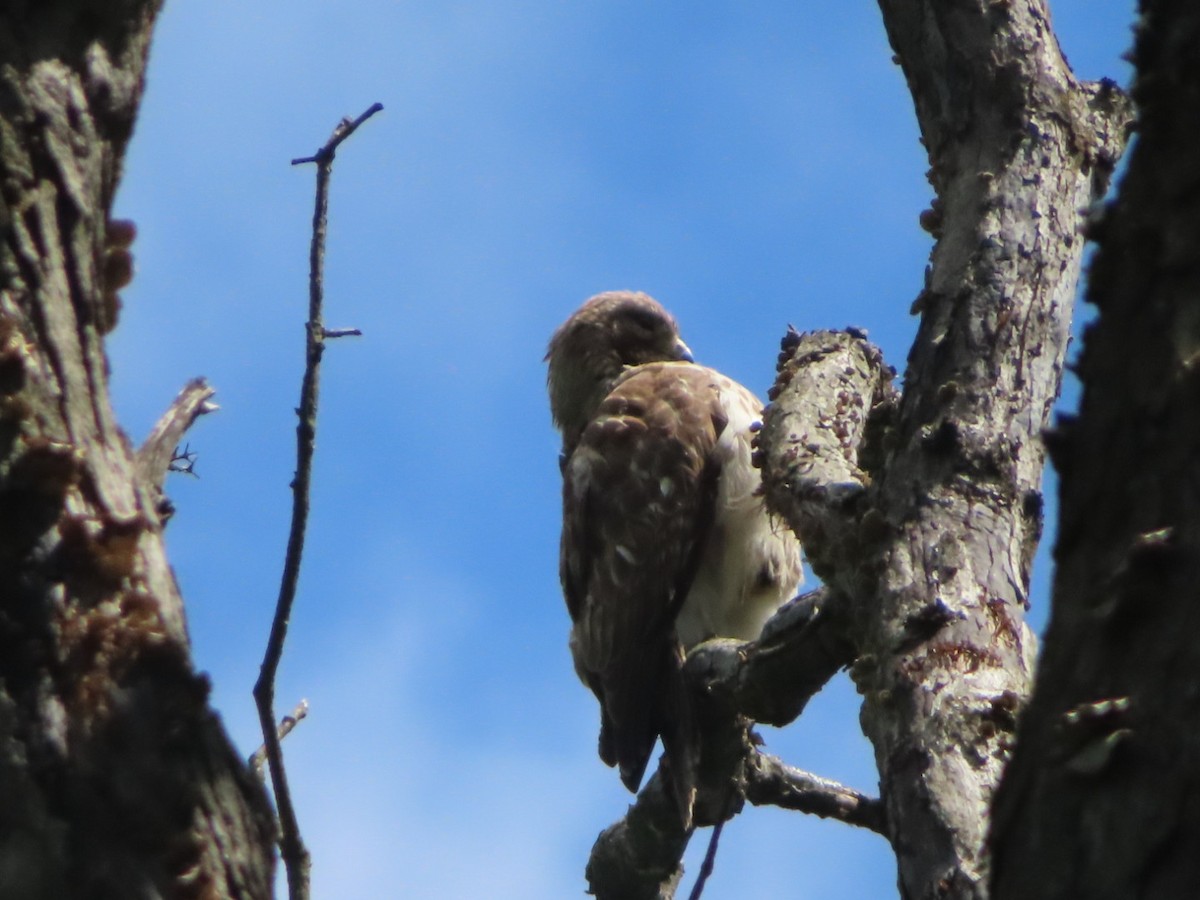 Red-shouldered Hawk - ML635238167