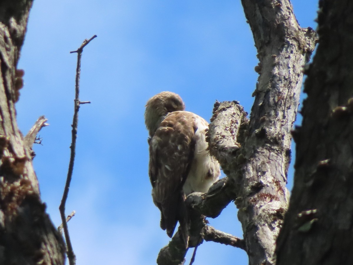 Red-shouldered Hawk - ML635238168