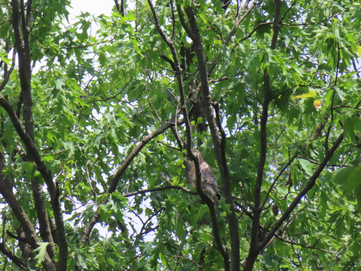 Red-shouldered Hawk - ML635238169