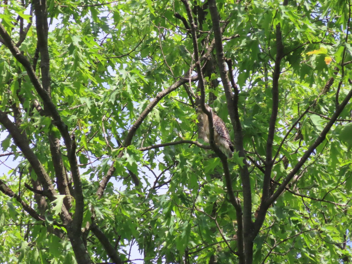 Red-shouldered Hawk - ML635238170