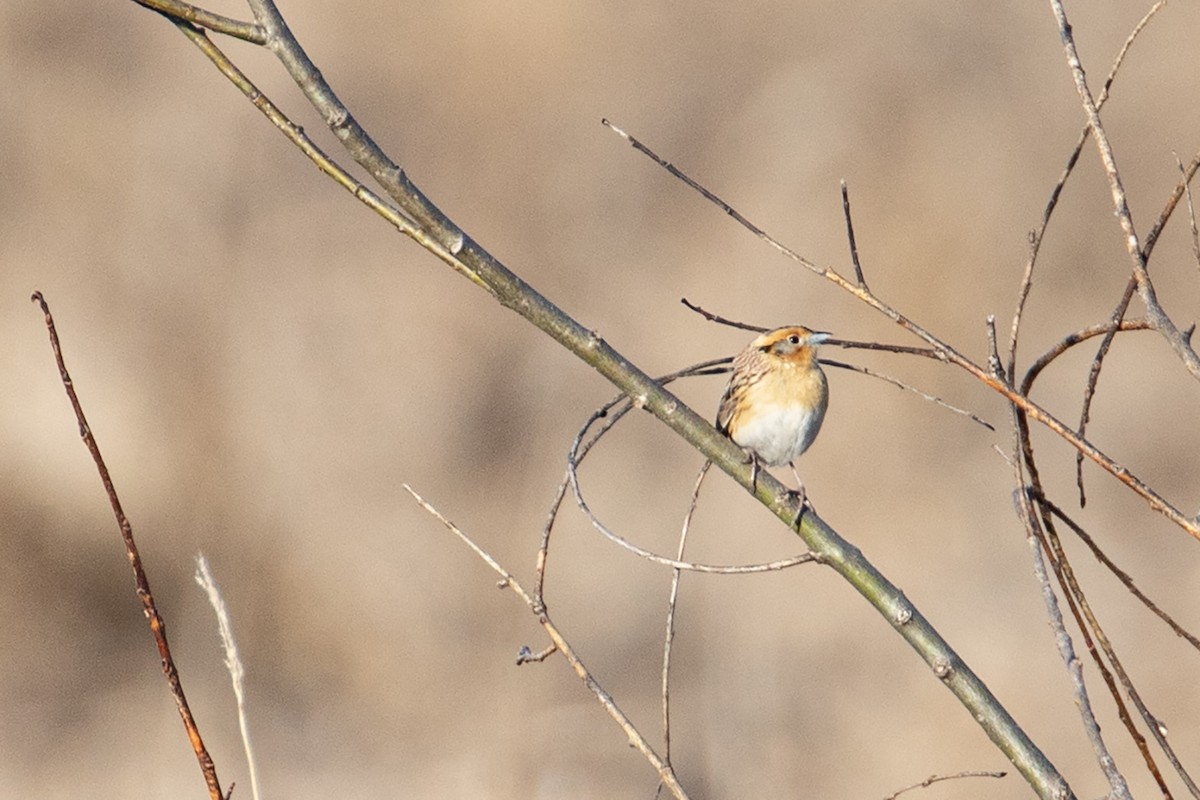 LeConte's Sparrow - ML635238183