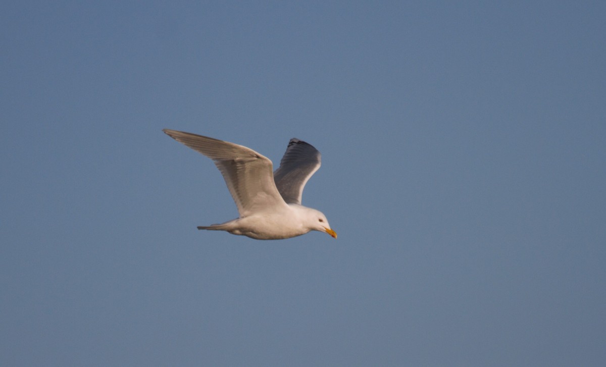 Iceland Gull - ML635238301