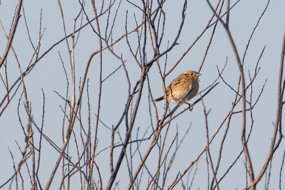 LeConte's Sparrow - ML635238308