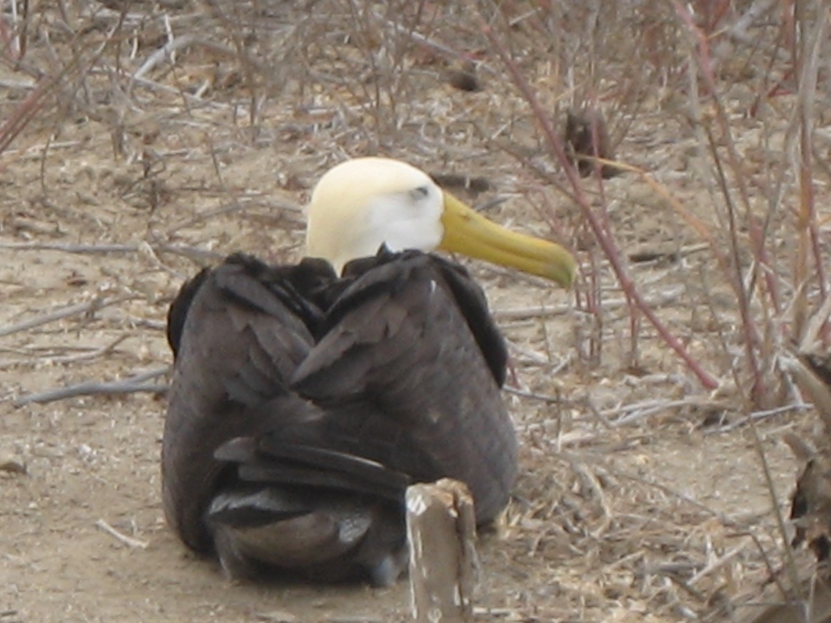 Waved Albatross - ML635238316