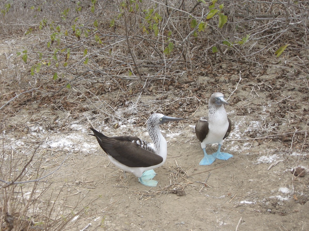 Blue-footed Booby - ML635238363