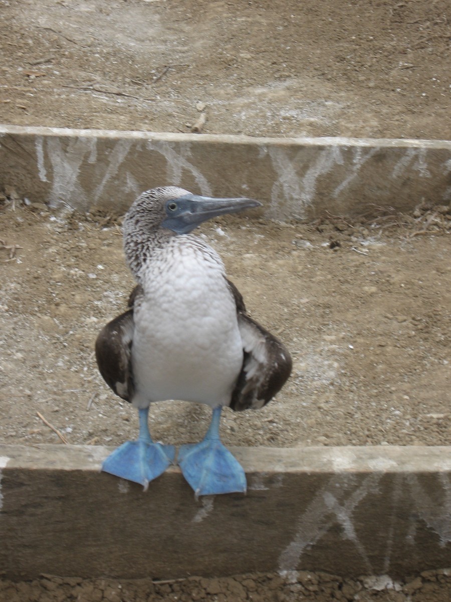 Blue-footed Booby - ML635238364