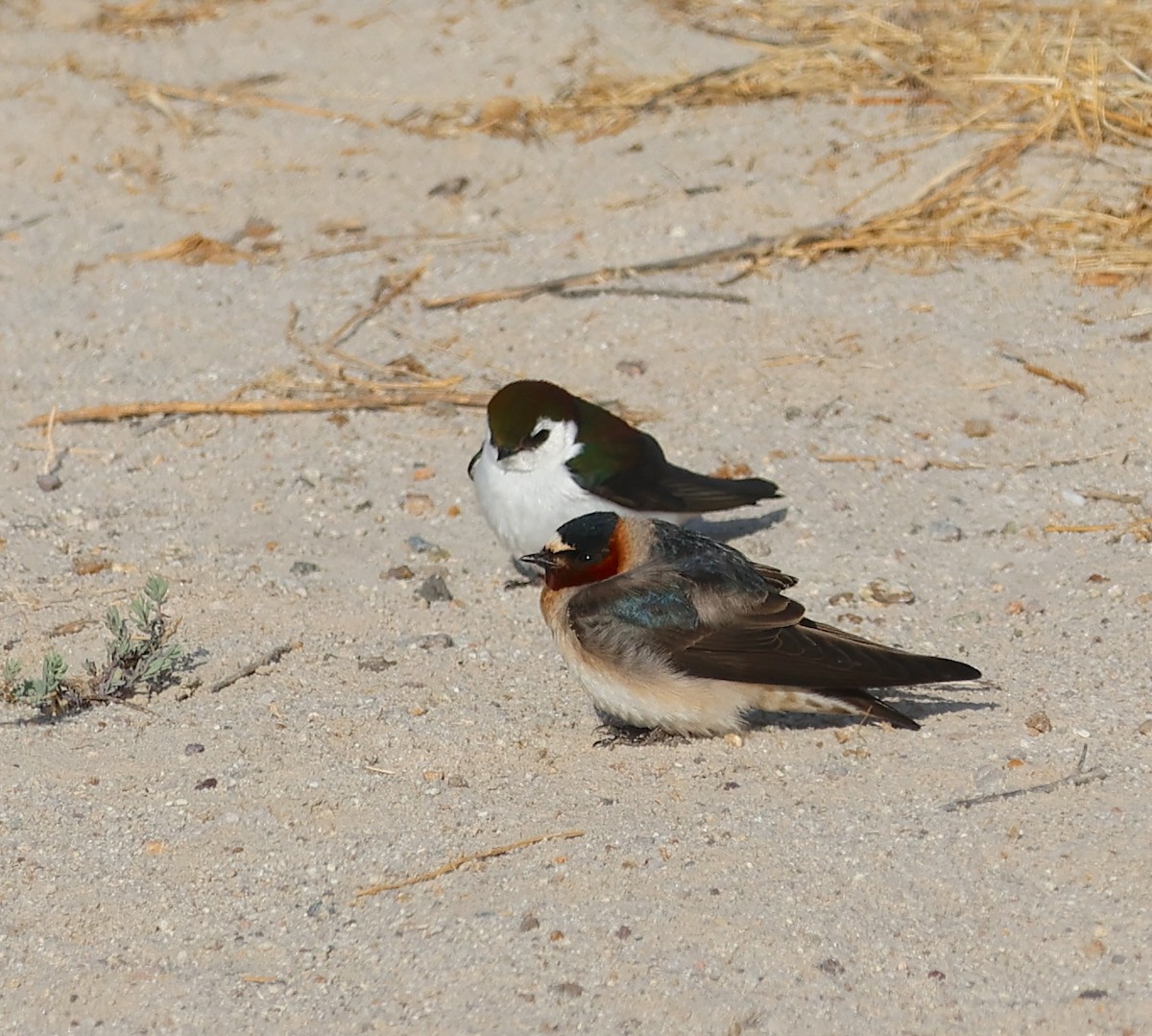Cliff Swallow - ML635238406