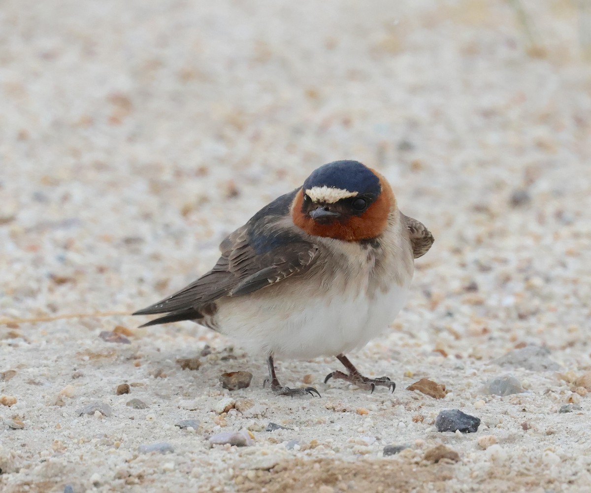Cliff Swallow - ML635238407