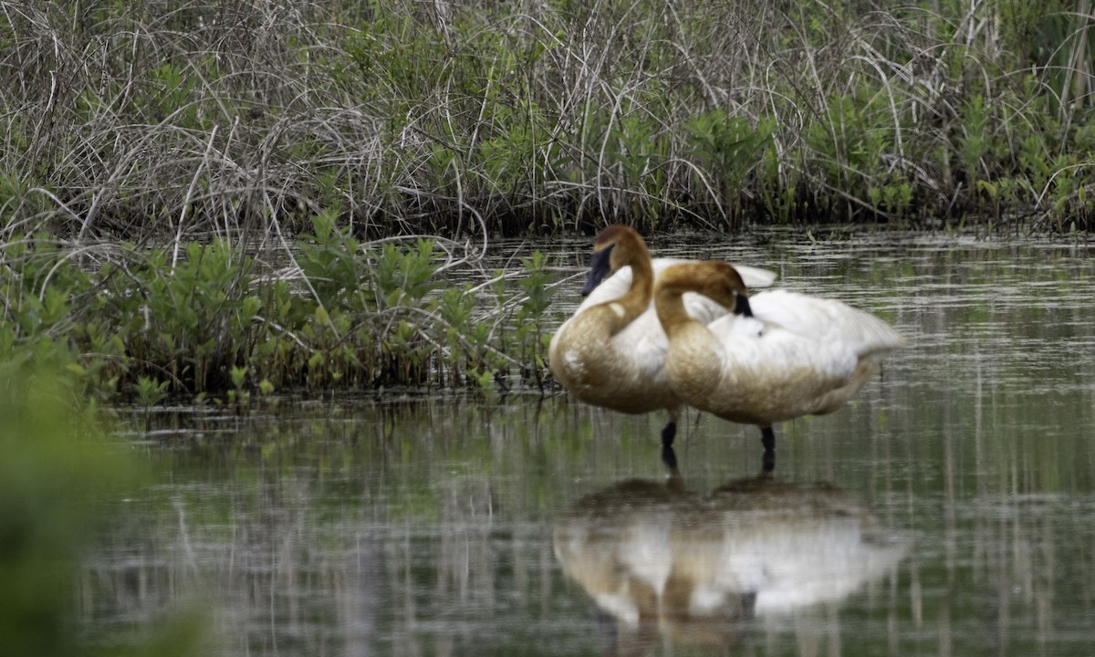 Trumpeter Swan - ML635238482
