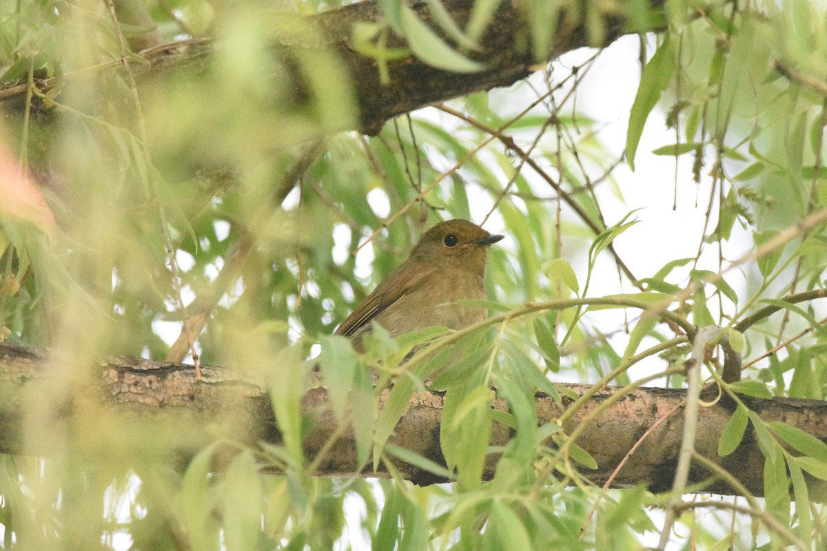 Fujian Niltava - ML635238525