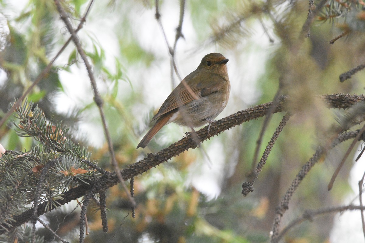 Fujian Niltava - ML635238526