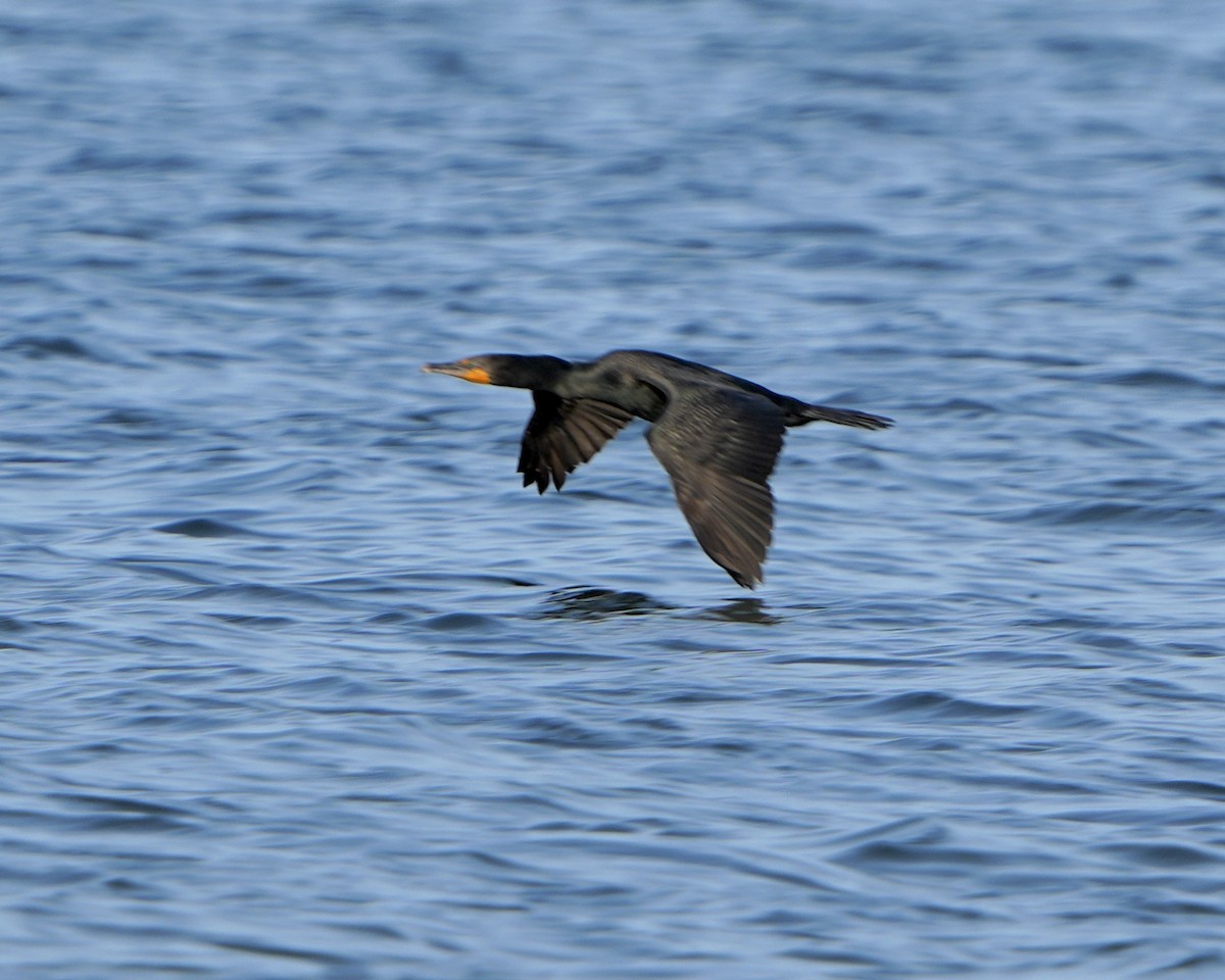 Double-crested Cormorant - ML635238549