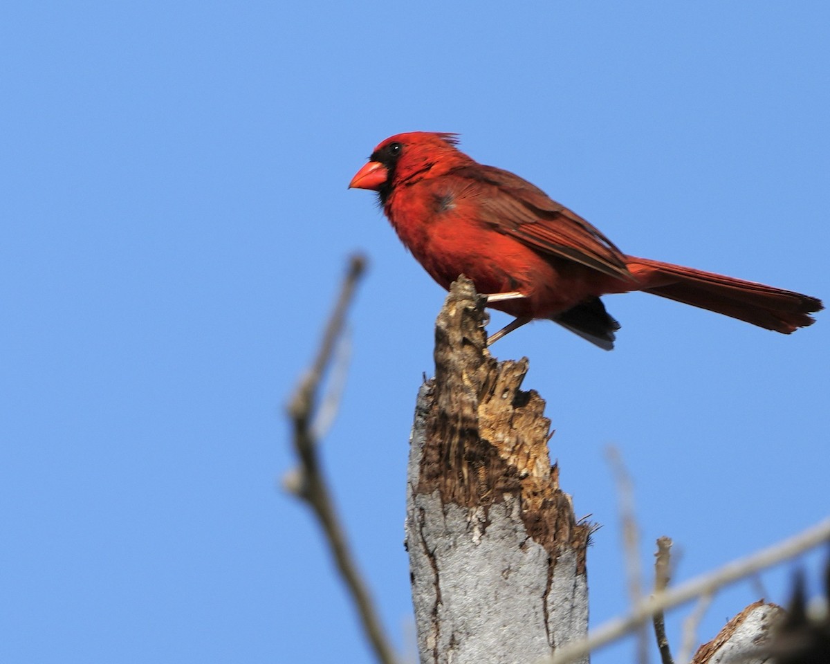 Northern Cardinal - ML635238570