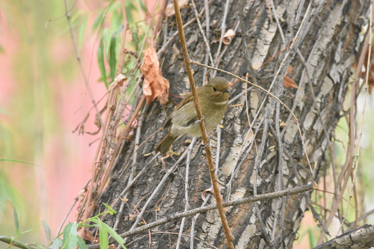 Fujian Niltava - ML635238604