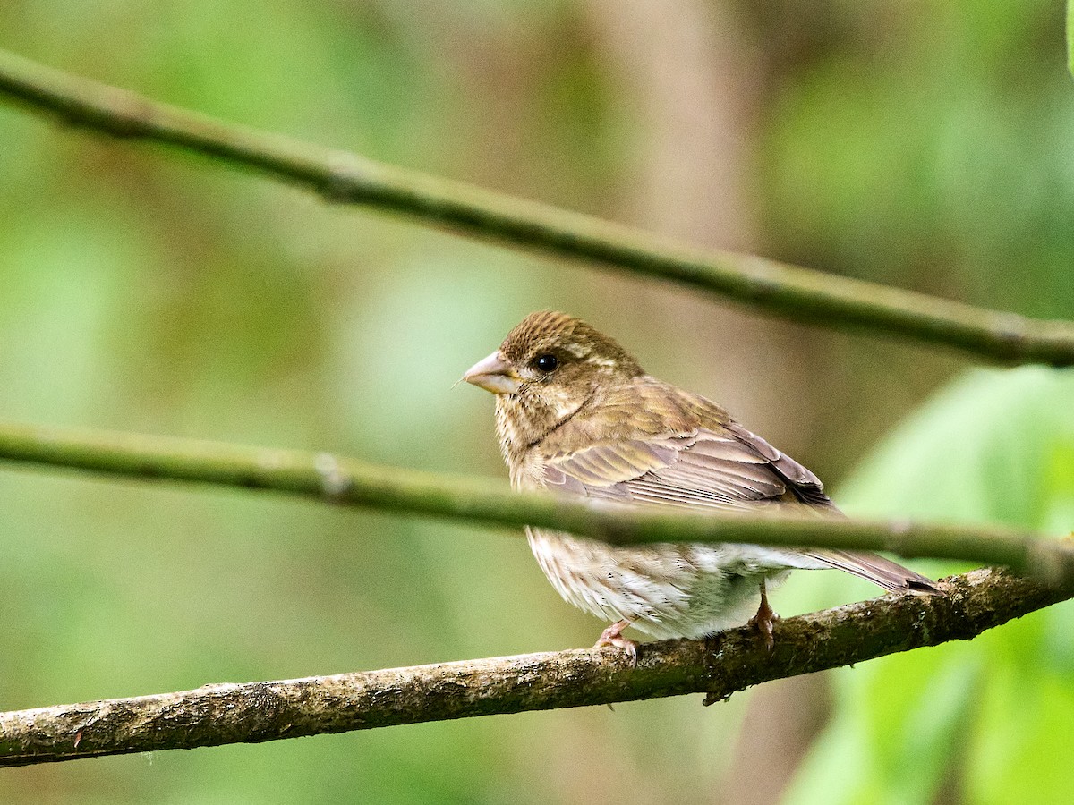 Purple Finch (Western) - ML635238637