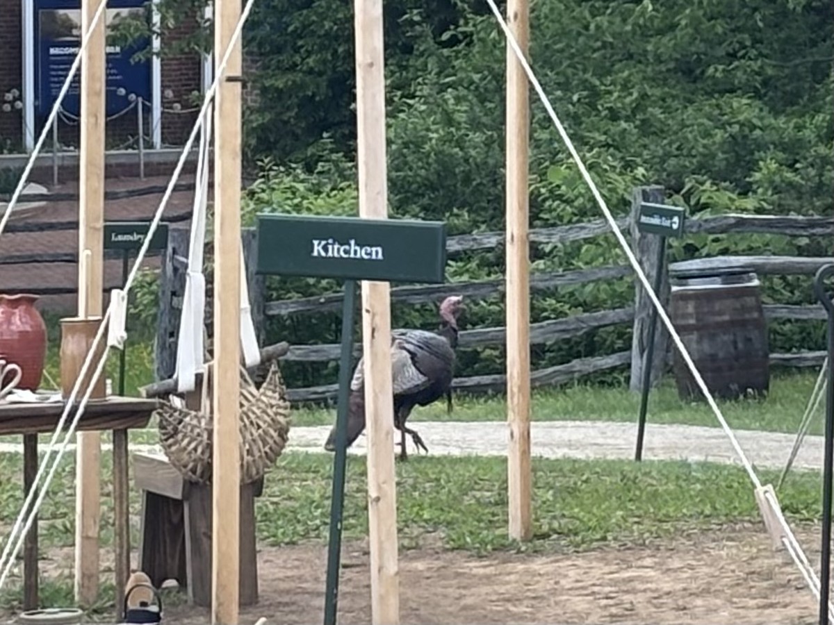 Wild Turkey - ML635238688