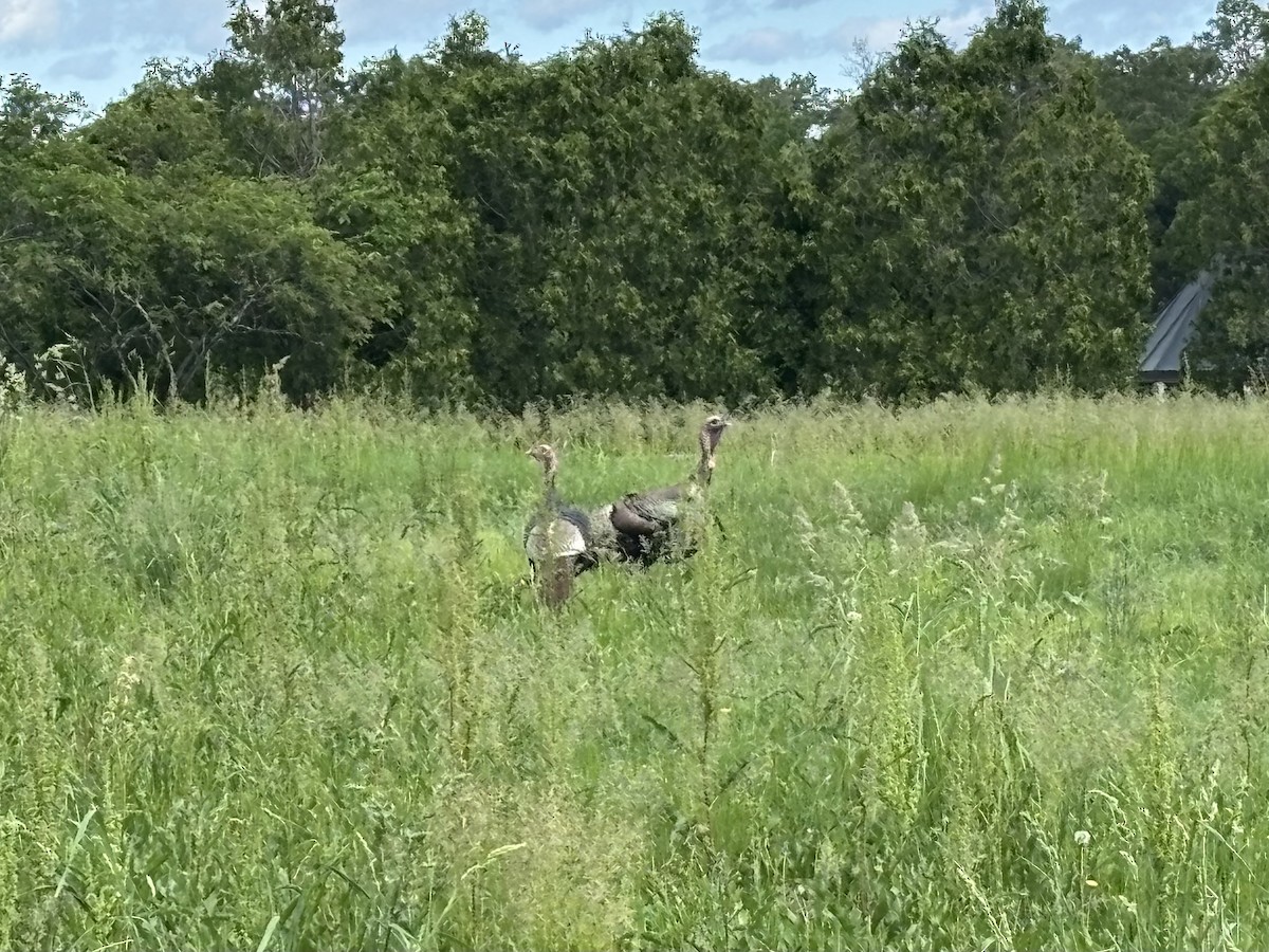 Wild Turkey - ML635238689