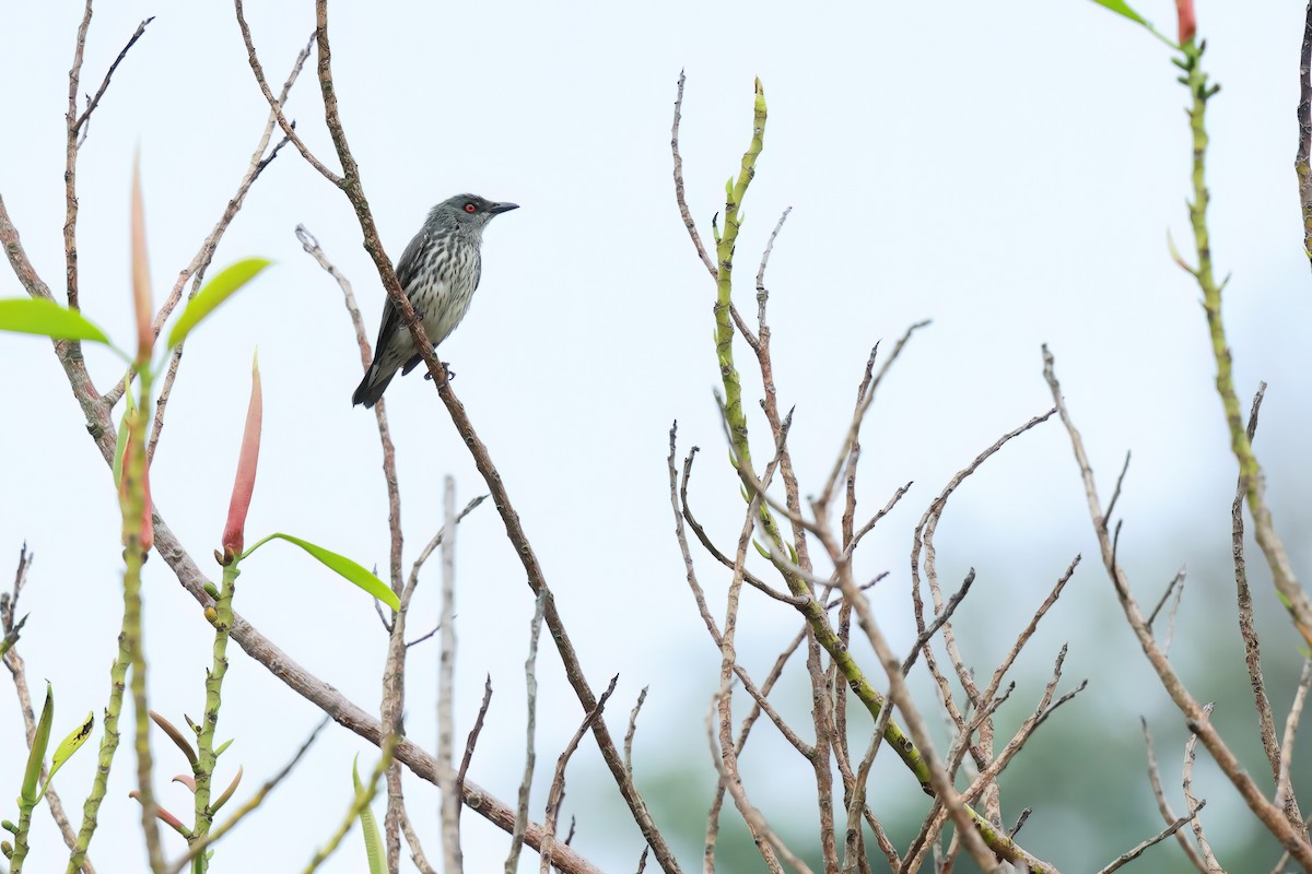 Asian Glossy Starling - ML635238690