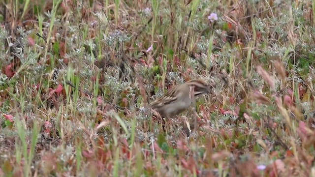 Lark Sparrow - ML635238761