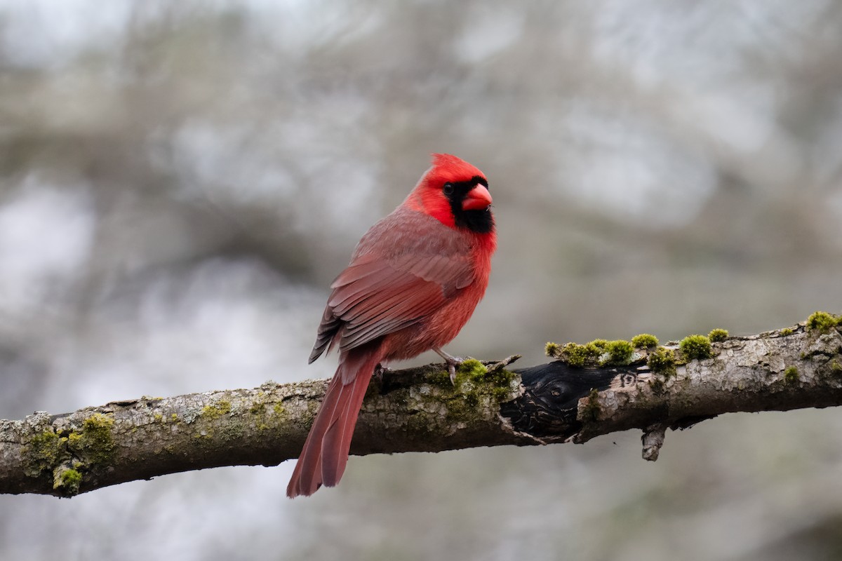 Northern Cardinal - ML635238960