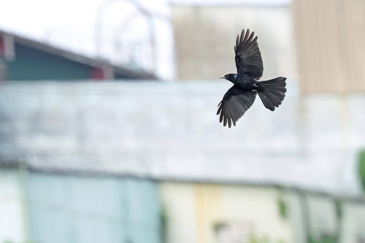 Hair-crested Drongo - ML635238973