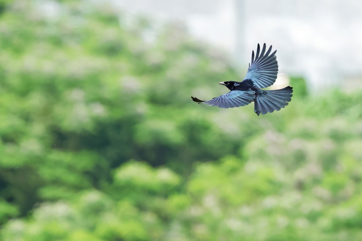 Hair-crested Drongo - ML635238974