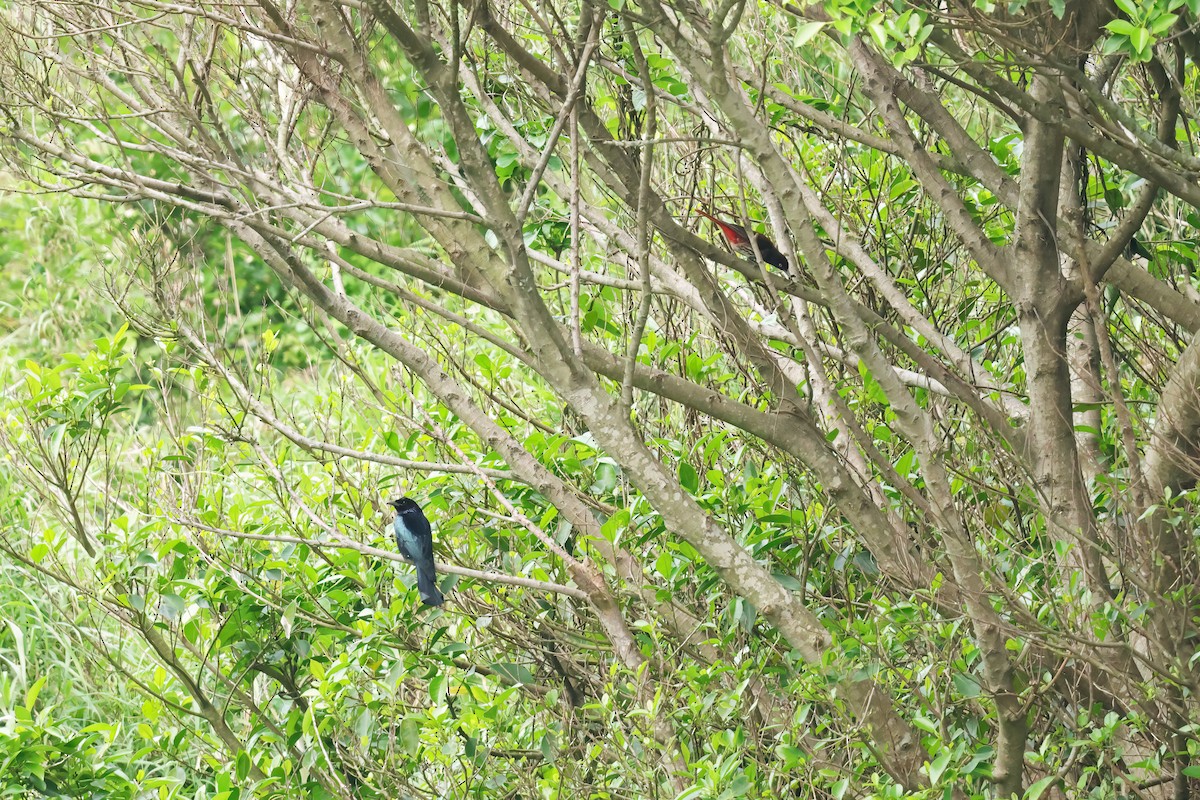 Hair-crested Drongo - ML635238975