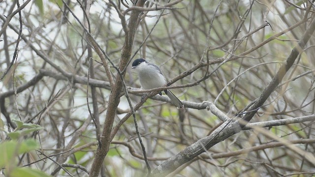 Marañon Gnatcatcher - ML635238994