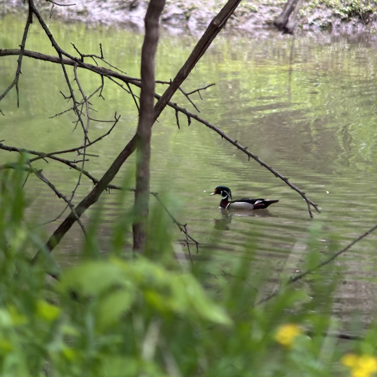 Wood Duck - ML635238995