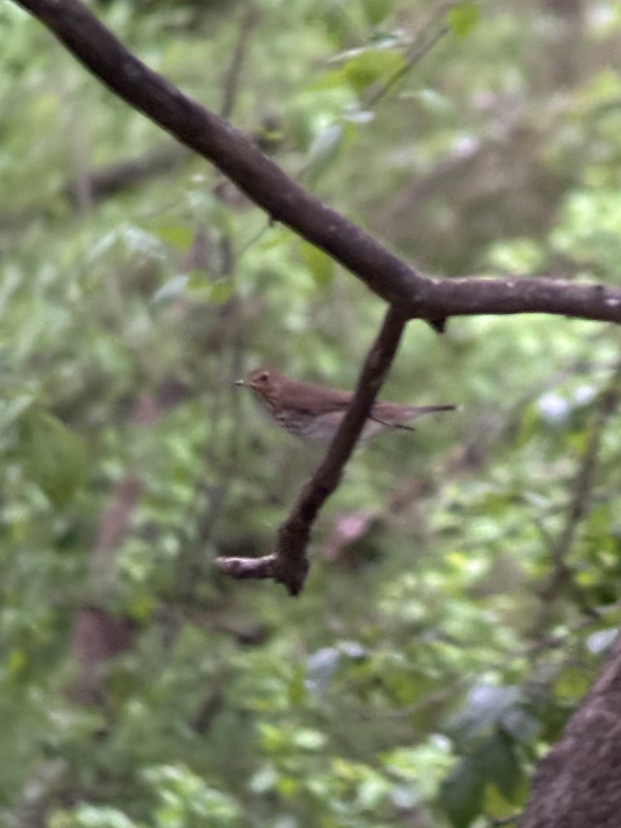 Swainson's Thrush - ML635239035