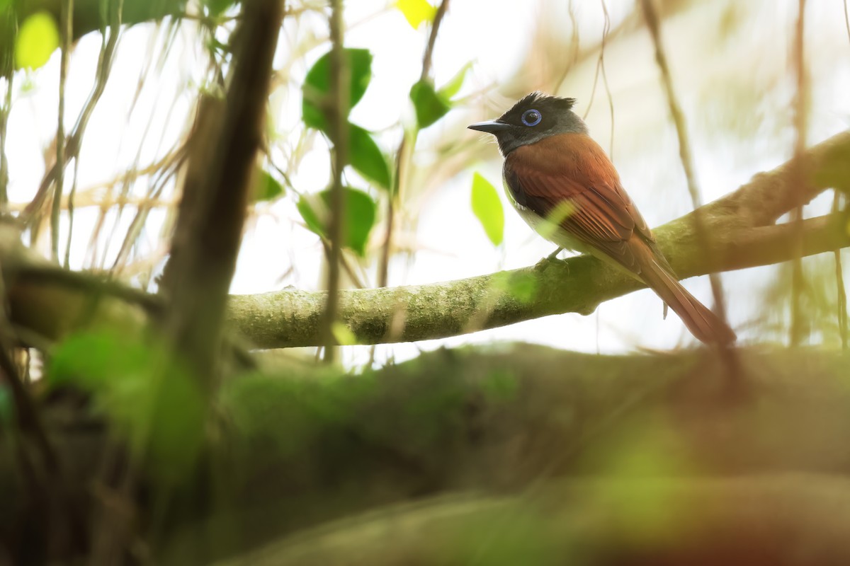 Black Paradise-Flycatcher - ML635239082