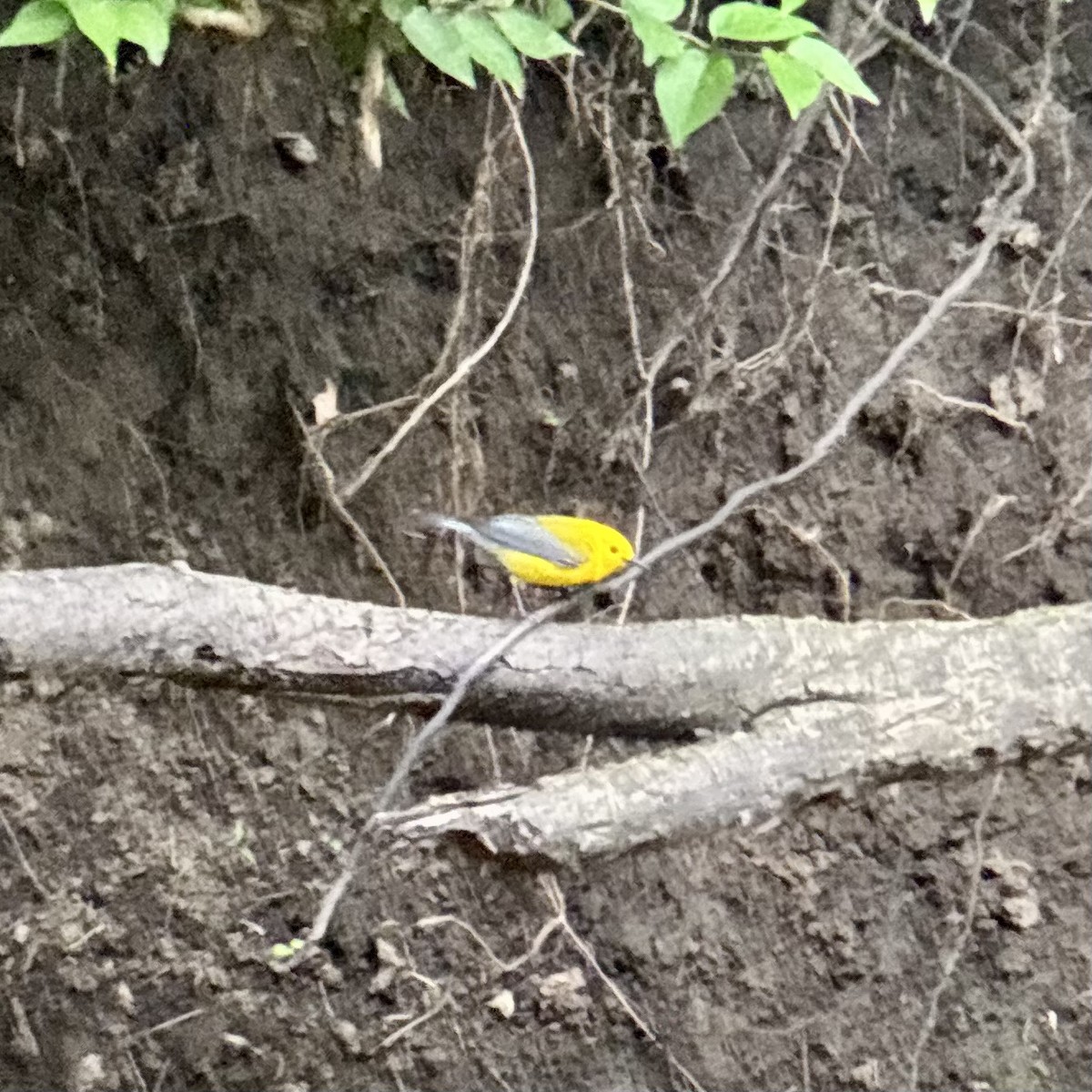 Prothonotary Warbler - ML635239131