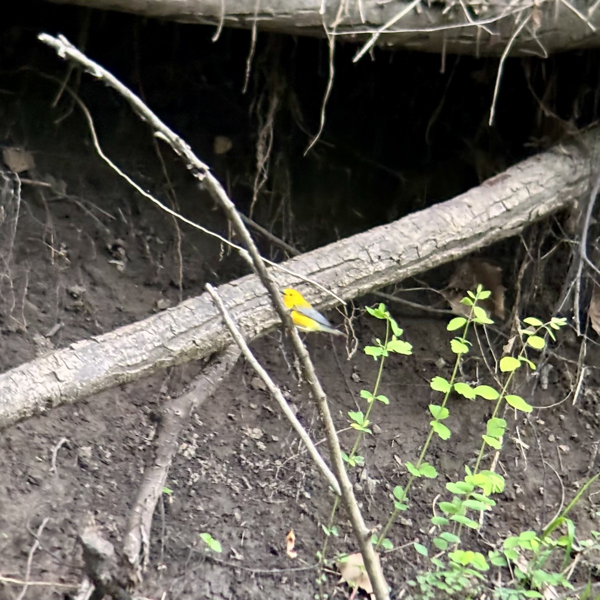 Prothonotary Warbler - ML635239132