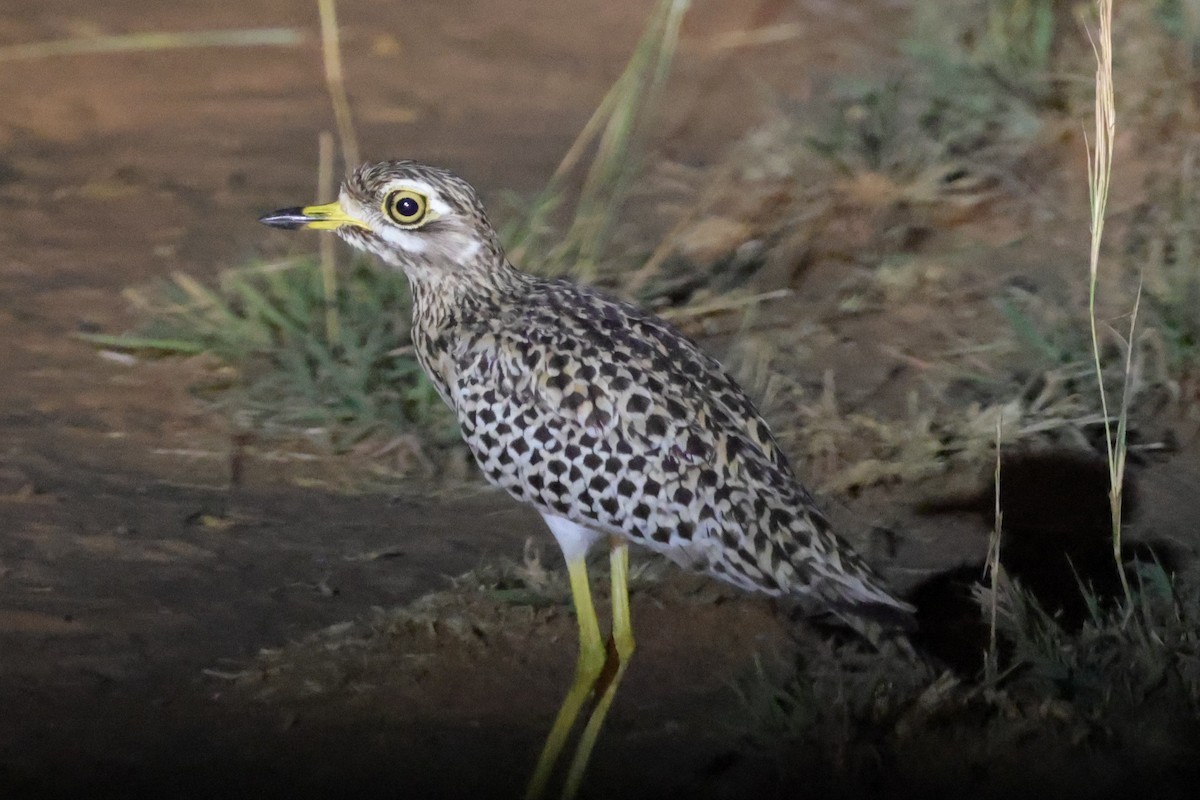 Spotted Thick-knee - ML635239228