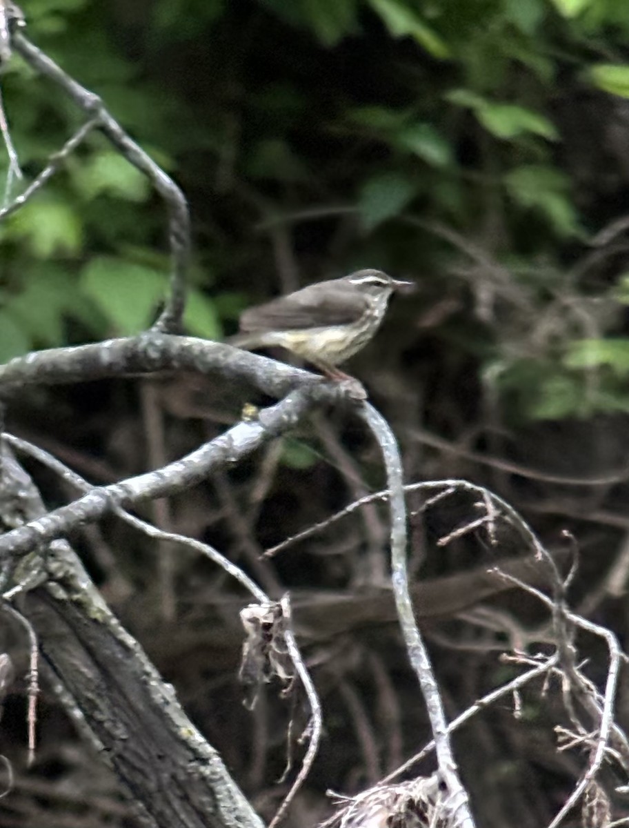 Louisiana Waterthrush - ML635239229