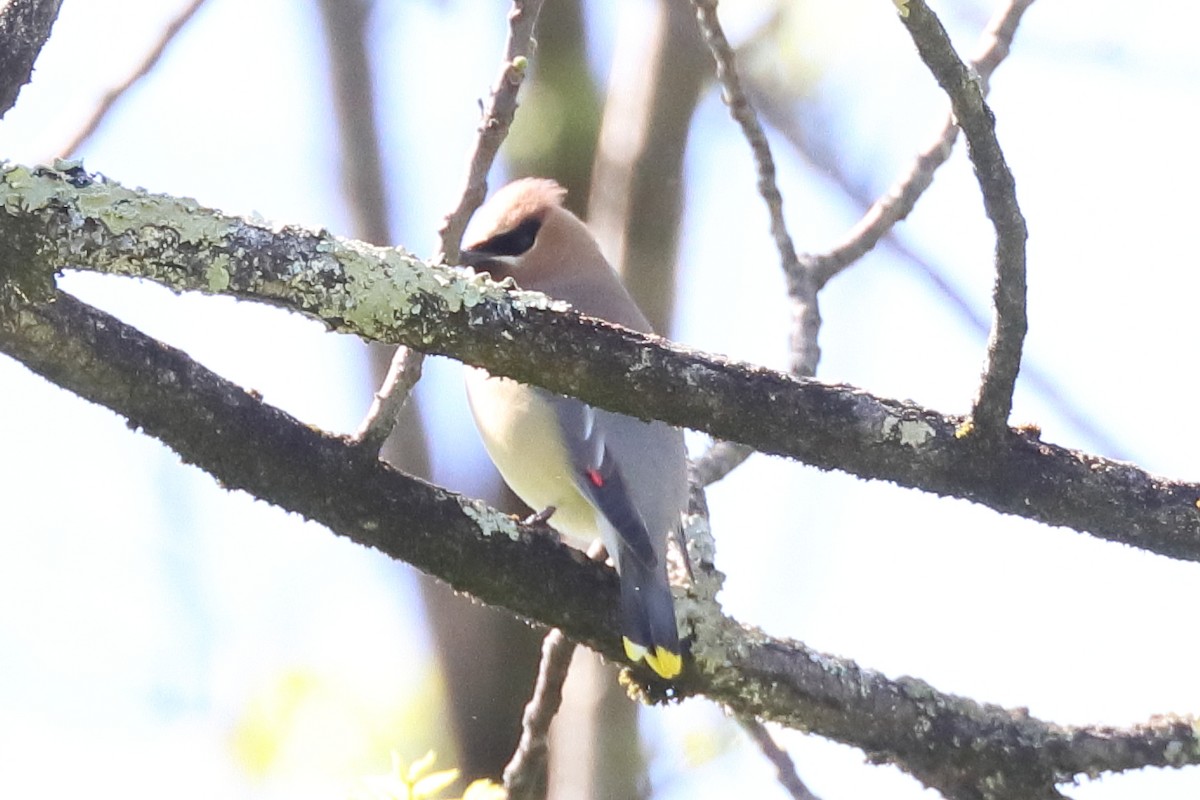 Cedar Waxwing - ML635239290