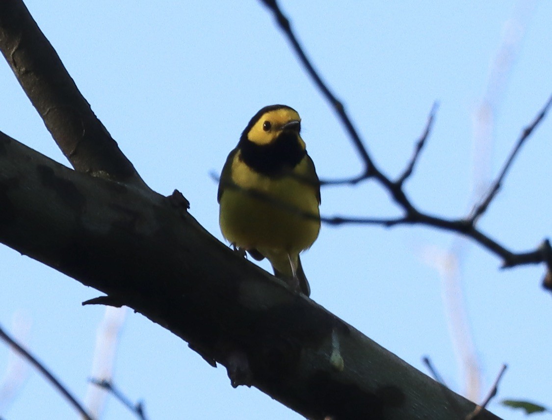 Hooded Warbler - ML635239299