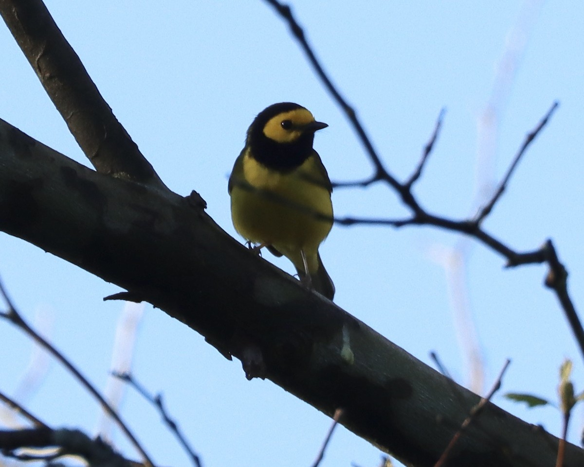 Hooded Warbler - ML635239300