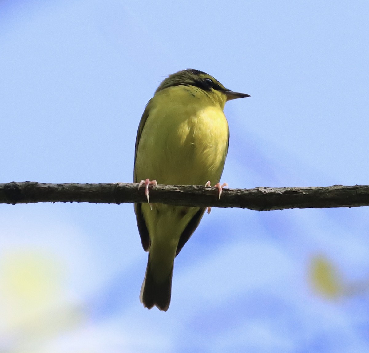 Kentucky Warbler - ML635239305