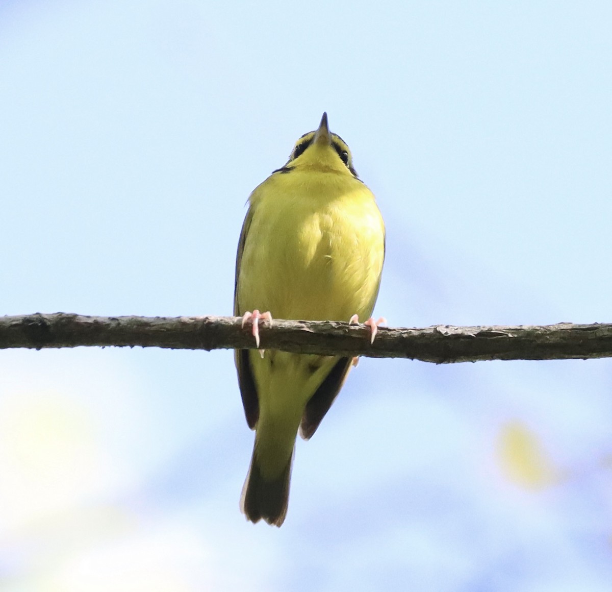 Kentucky Warbler - ML635239308