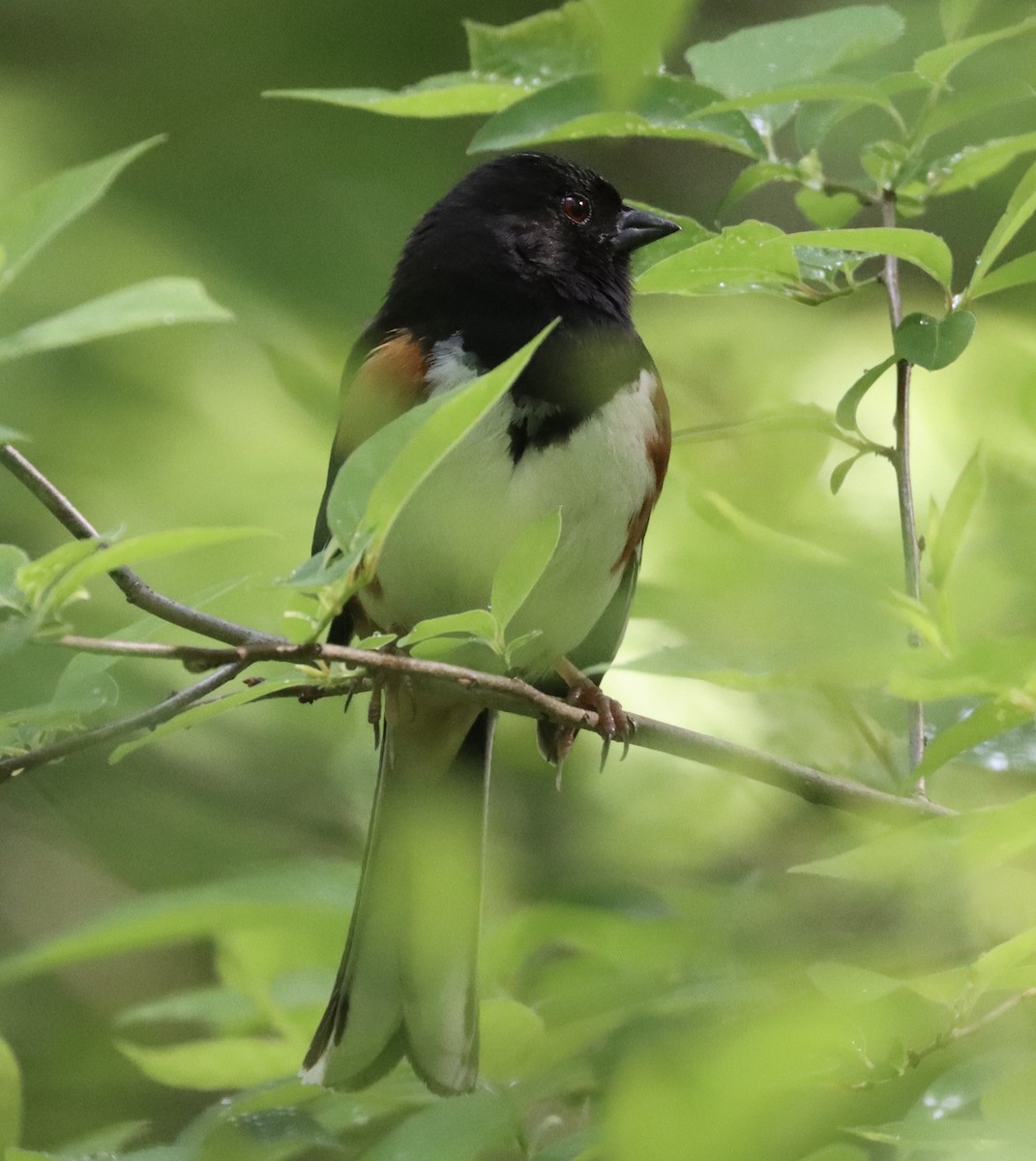 Eastern Towhee - ML635239312
