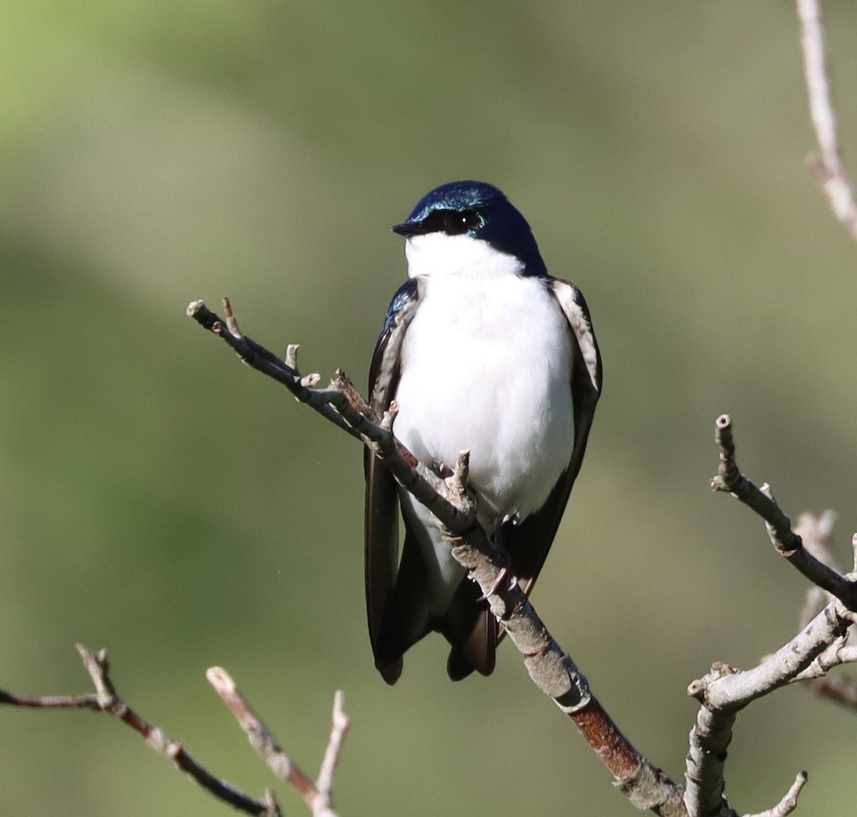 Tree Swallow - ML635239329