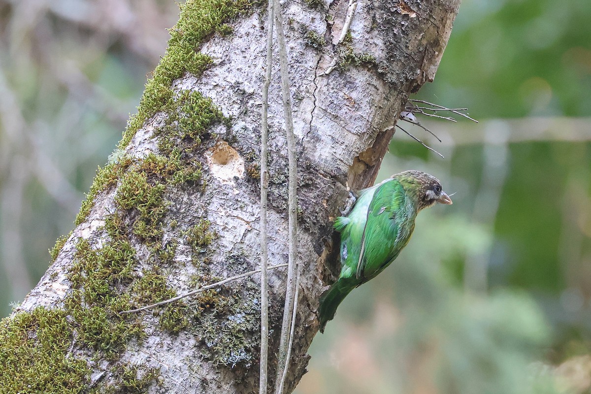 Grünbartvogel - ML635239492