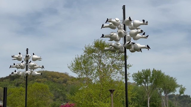 Purple Martin - ML635239495